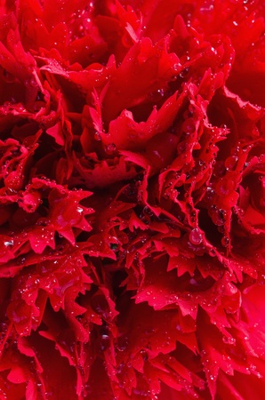 Close up red carnationの写真素材