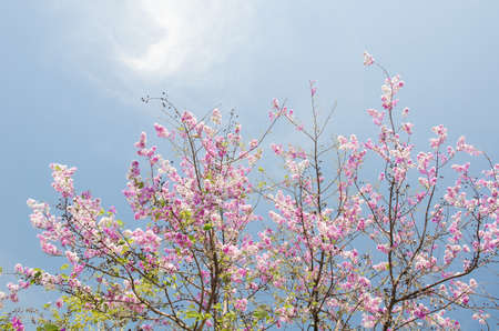 Pink treeの写真素材