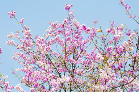 Pink treeの写真素材