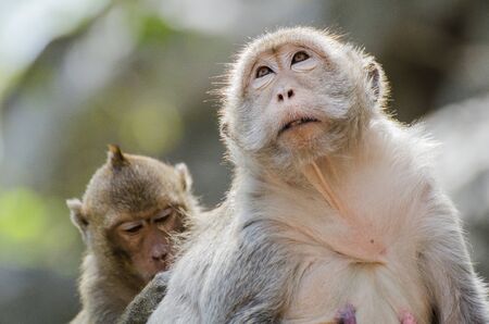 Monkeyの写真素材