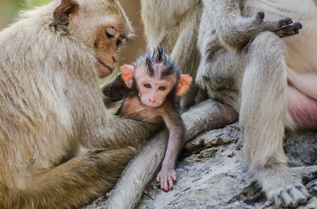 The ape