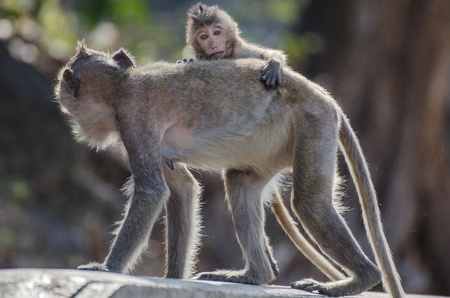 Family of monkey