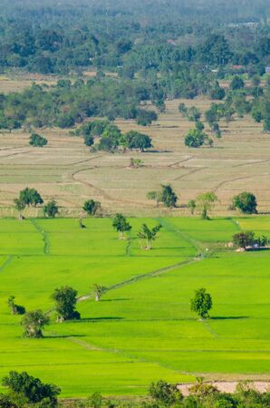 Rice fieldの写真素材