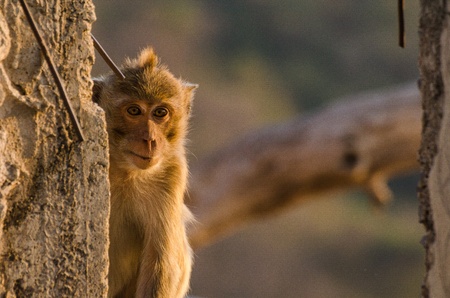 Monkey