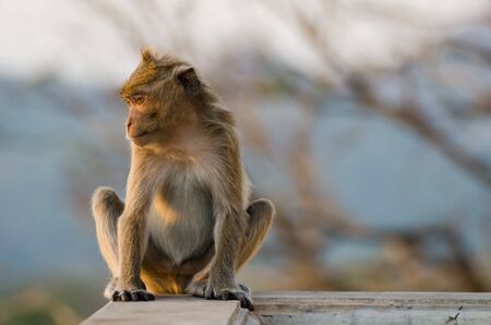 Monkeyの写真素材