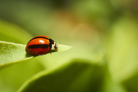 A macro shot of a ladybug on a leafの写真素材