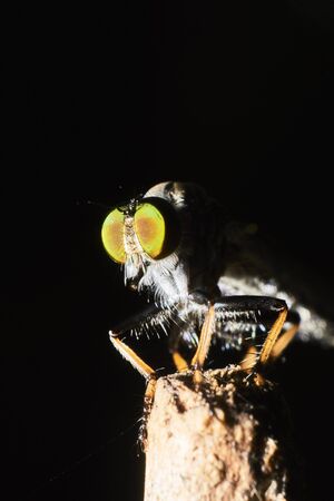 A macro shot of a rubberfly isolated on a black backgroundの写真素材