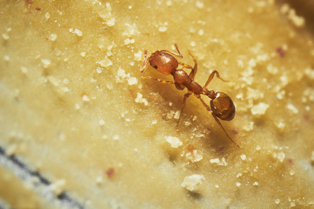 ant eating peanut butter on a spoonの写真素材