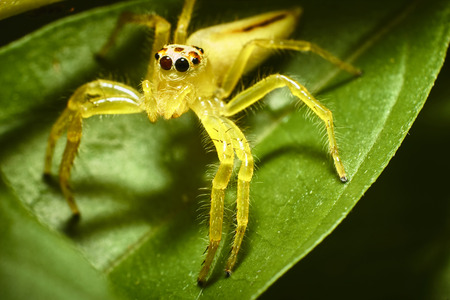 A macro shot of a yellow jumping spider on a leafの写真素材