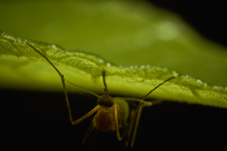A macro shot of a mosquito under a leafの写真素材