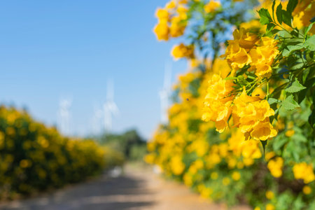 Huay Bong Wind Farm: White turbines contrast with vibrant yellow flowers, showcasing sustainable...