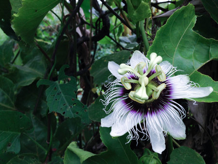 PASSIFLORACEAE - stinking passion flowerの写真素材