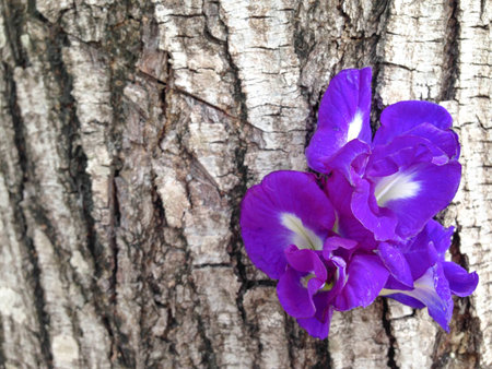Butterfly pea - Clitoria ternate L on barkの写真素材