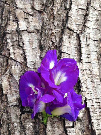 Butterfly pea - Clitoria ternate L on barkの写真素材