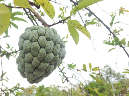 Custard Apple or Sugar Apple e growing on a treeの写真素材