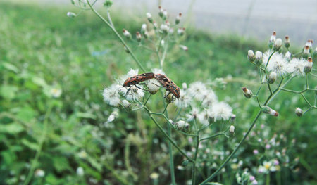 Pyrrhocoris apterus Mating on green grass backgroundの写真素材
