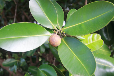 Calophyllum inophyllum,Theales,Clusiaceae,Calophyllum,C. inophylの写真素材