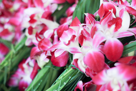 Orchid for Pay respect to Buddha in thailand,pink flower backgroundの写真素材
