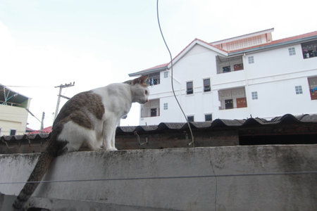 hybrid cat on the wallの写真素材