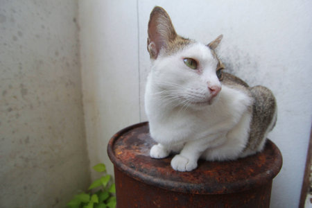 catの写真素材