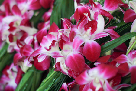 Orchid for Pay respect to Buddha in thailandの写真素材