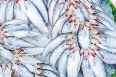 Butter catfish, Two-spot glass catfish,Ompok bimaculatus,Sheatfish,Siluridae,fish backgroundの写真素材