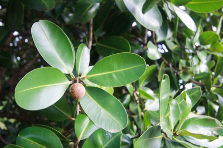 Calophyllum inophyllum,Theales,Clusiaceae,Calophyllum,C. inophylの写真素材