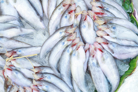 Butter catfish, Two-spot glass catfish,Ompok bimaculatus,Sheatfish,Siluridae,fish backgroundの写真素材