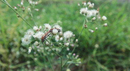 Pyrrhocoris apterus Mating on green grass backgroundの写真素材