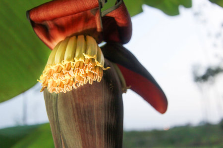 Banana flower,banana blossom, Musa paradisiaca L. var. sapientum O. Ktze., M. sapientum L.の写真素材