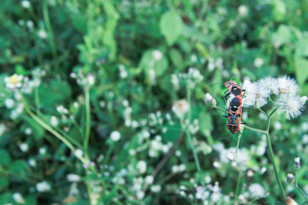 Pyrrhocoris apterus Mating on green grass backgroundの写真素材