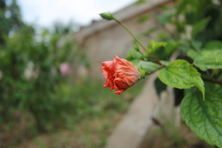 hibiscus,See plants flower,Beautiful hibiscus flower nature backgroundの写真素材