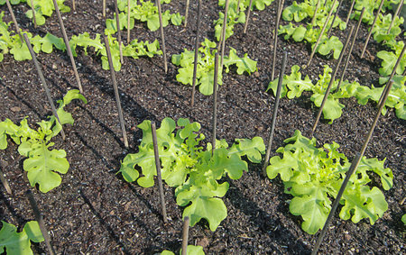 sprout green Oak Lettuce in earth farm,baby green Oakの写真素材