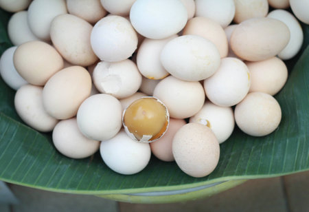 egg spoiled while being incubatedの写真素材