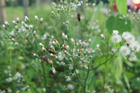 Pyrrhocoris apterus Mating on green grass backgroundの写真素材