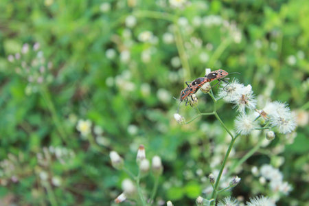 Pyrrhocoris apterus Mating on green grass backgroundの写真素材