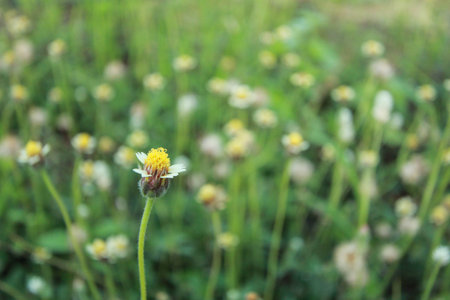 Coatbuttons, Mexican daisy flower ,green grss backgroundの写真素材