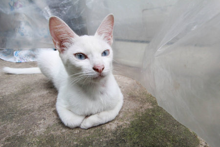 white cat with blue eyesの写真素材