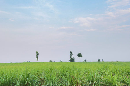 green grass with tree and blue skyの写真素材