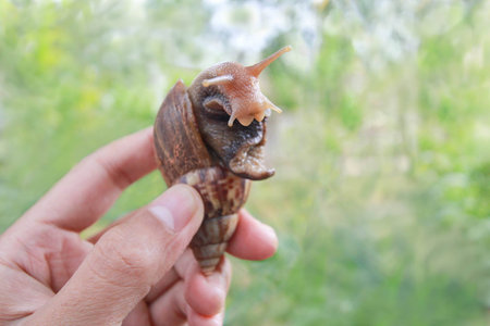 Large snail in hand on nature background,  Achatina snail at thailand ???の写真素材