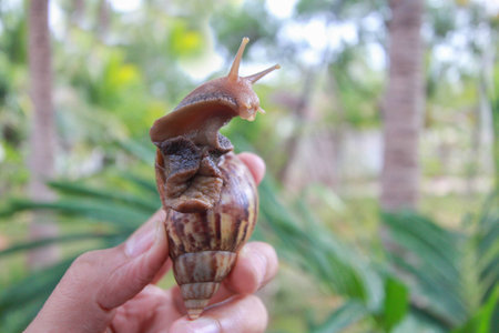 Large snail in hand on nature background,  Achatina snail at thailand ???の写真素材