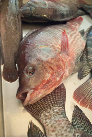 Nile tilapia fish in market
