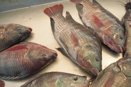 Nile tilapia fish in marketの写真素材