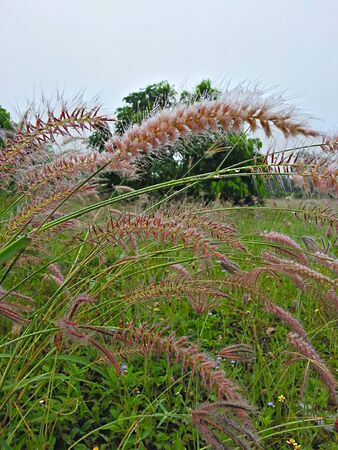 Grass in the fieldの写真素材