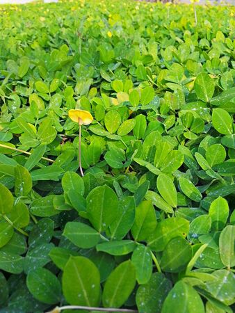 Grass field with one single small yellow flowerの素材