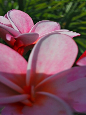 Pink Frangipani flowers closed upの素材
