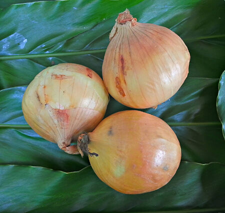 Fresh bulbs of onion on leaf backgroundの写真素材