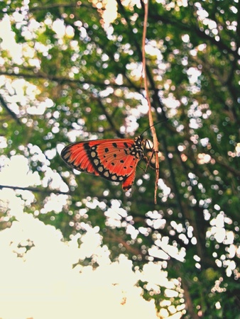 Symbol of spring, symbol of lifeの素材