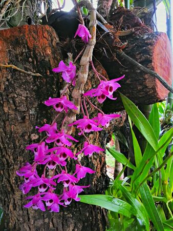 Purple orchid flower that grow in summer timeの素材
