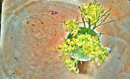 Chinese cabbage's flowers on wooden の素材